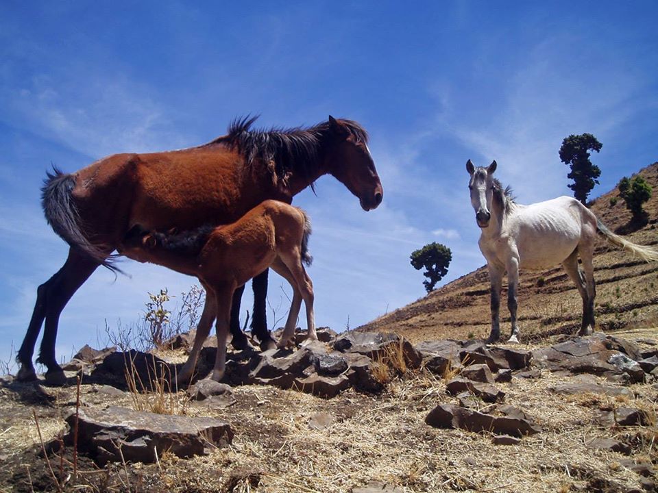 Abyssinian - Ethiopian Horses